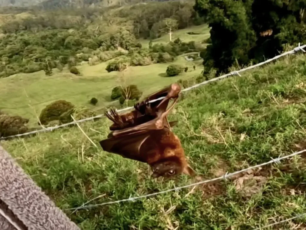 A bat trapped on barbed wire.