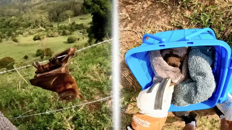 Watch: Wildlife Rescuer Cuts Flying Fox Free After Getting Wing Stuck in Barbed Wire