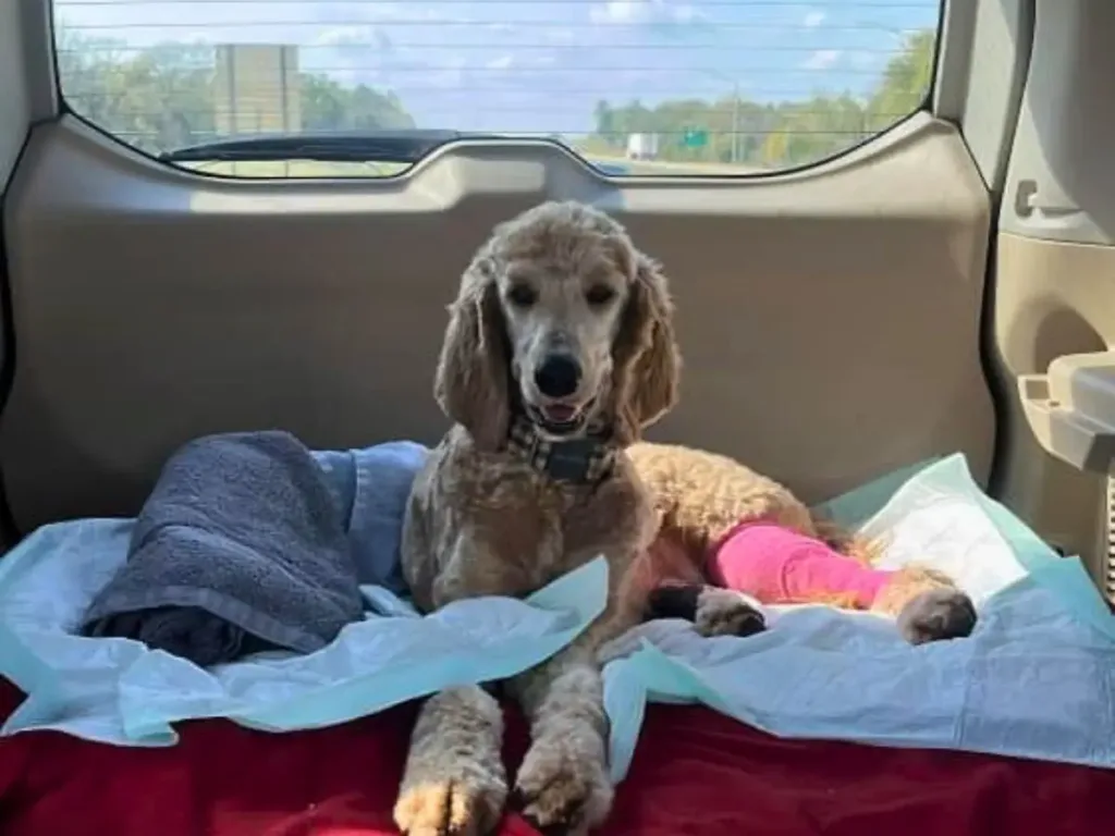 Dylan driving Acklin to the vets.