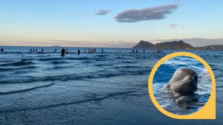 Pod of Up to 40 Pilot Whales Rescued After Becoming Beached