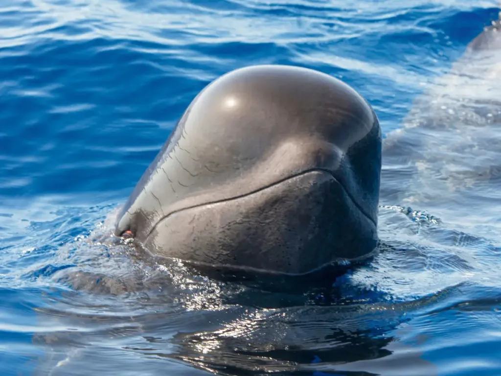 A pilot whale.