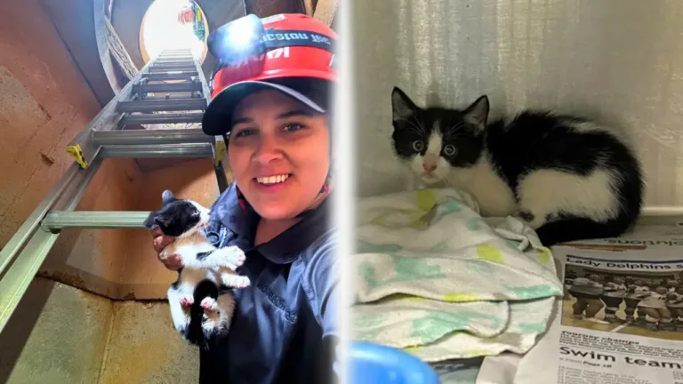 Heroic Officer Crawls Through 150ft Drainpipe to Save Trapped Kitten