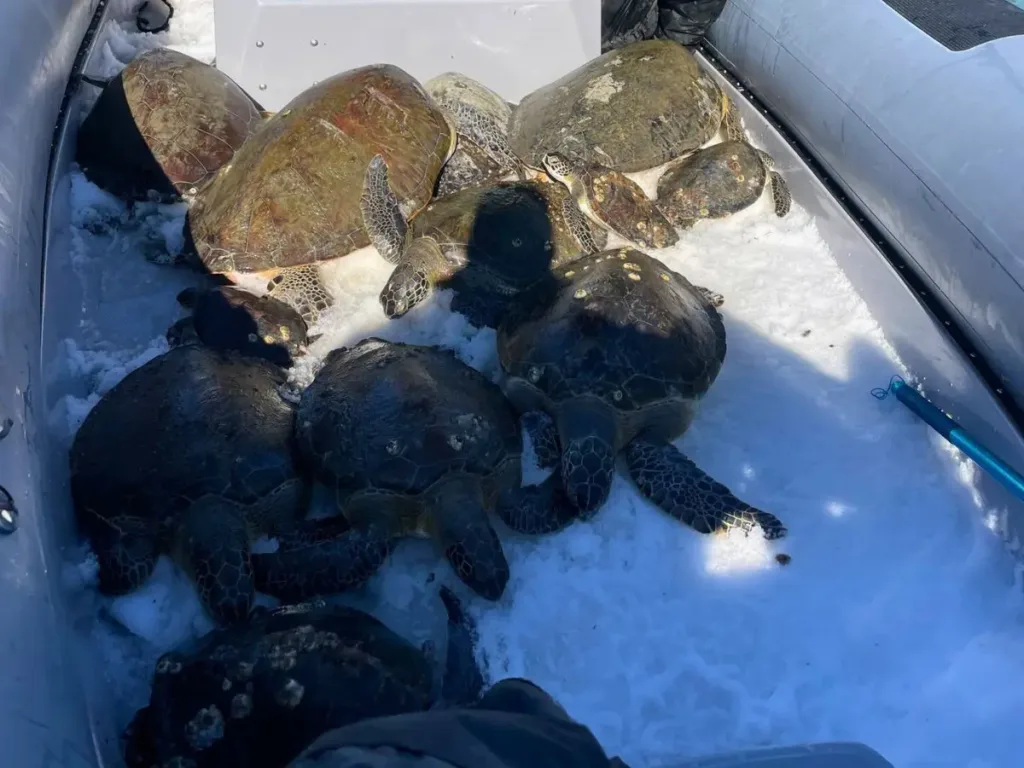 Cold-stunned turtles rescued from the Gulf Coast, Florida