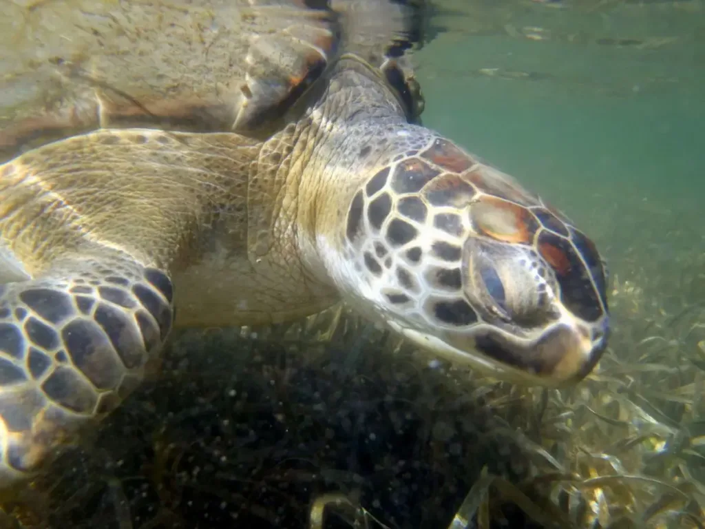 One of the cold-stunned turtles in a rehabilitation centre recovering.