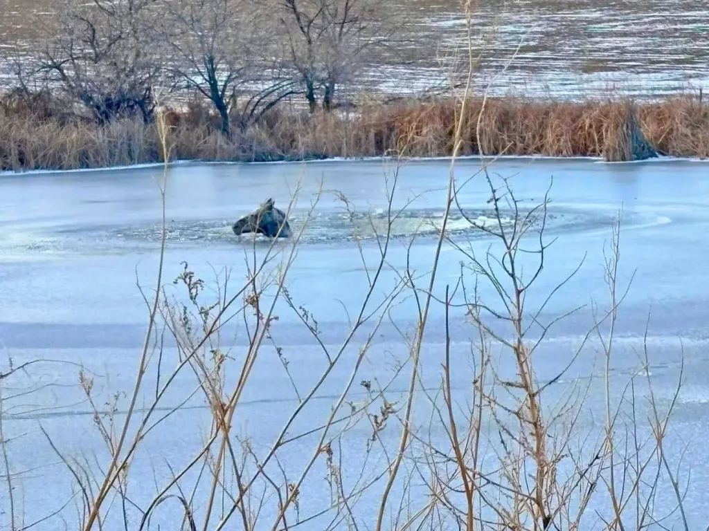 The horse's head barely pokes above the icy water.