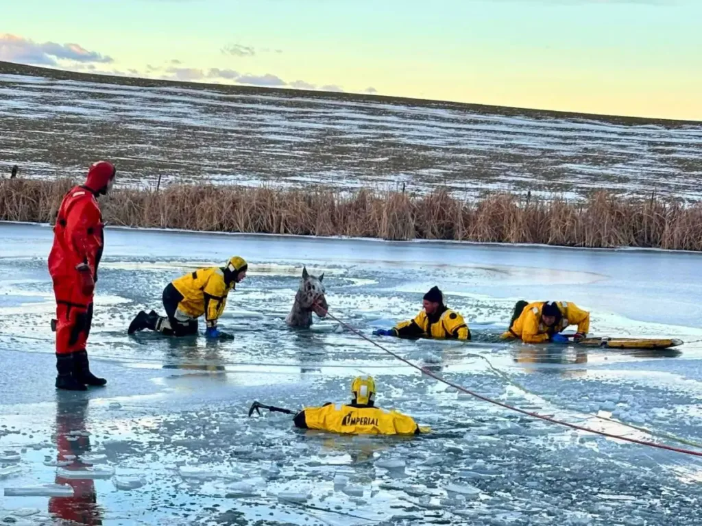 Firefighters gently free the horse.