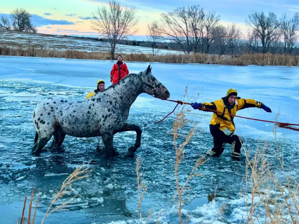 Firefighters lead the horse to safety.