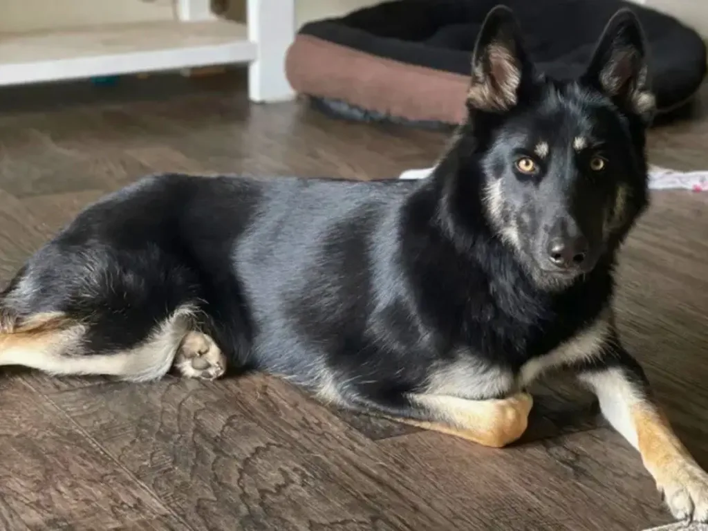 Athena the German Shepherd and Husky mix.