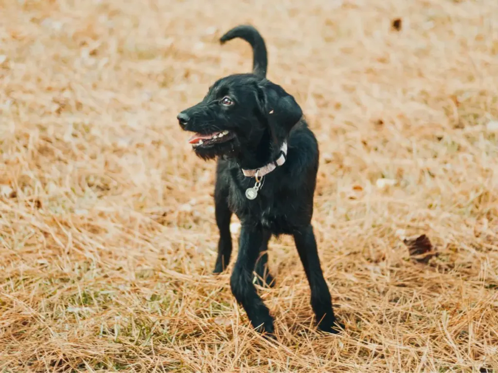 Birdy, the dog.