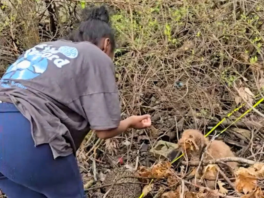Teenager reaches towards a small dog hidden in bushes