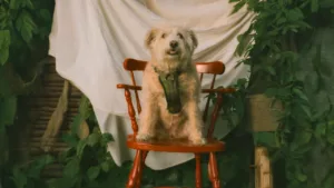 Rescue dog Molly sits on a red wooden chair during a portrait session surrounded by green plants and a white sheet backdrop.