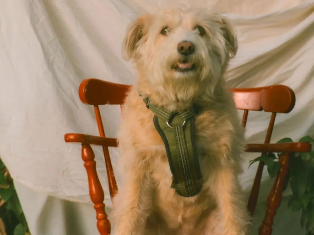 Close-up of Molly, a light-colored rescue dog in a green harness, sitting upright on a red chair during her photo shoot.