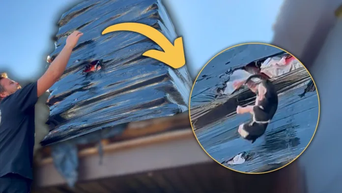 A man reaches up to tear open a large, shrink-wrapped pallet as a kitten begins to fall out; a yellow arrow highlights the exact moment of rescue.