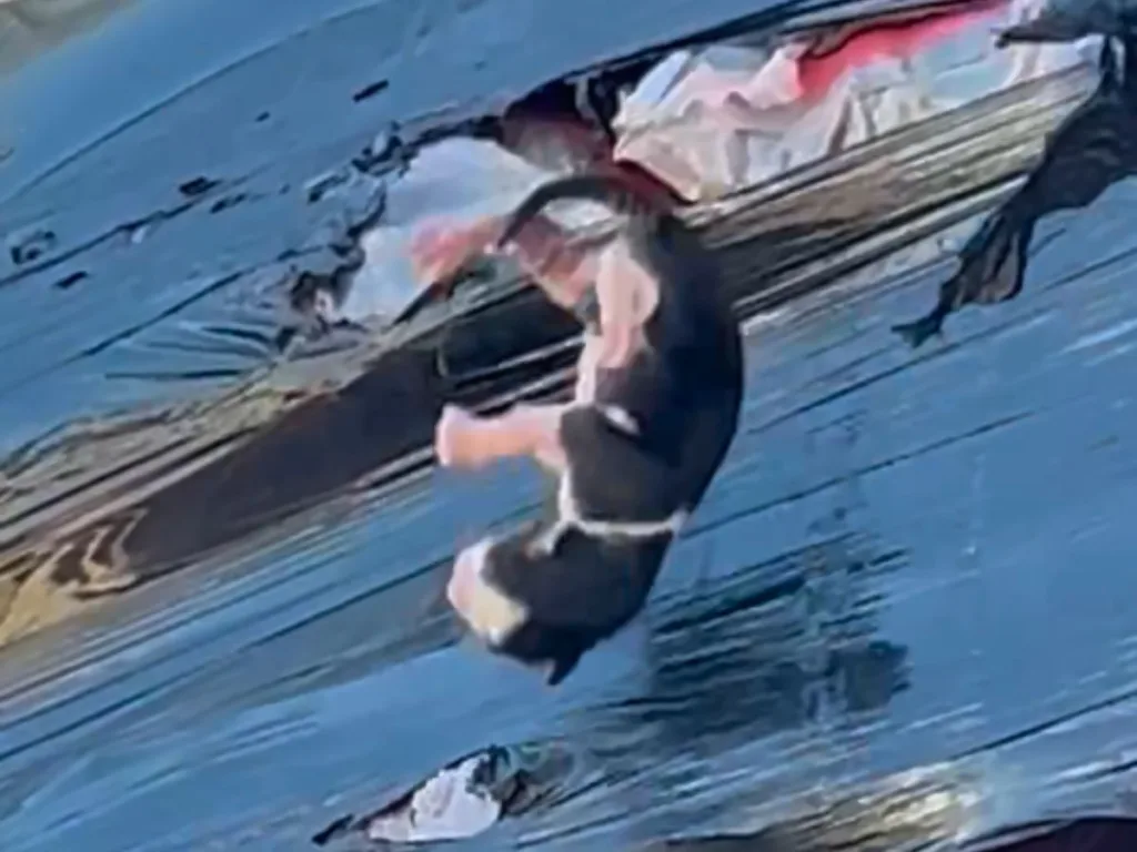 A newborn kitten is seen mid-air, having just fallen through a tear in the shrink wrap of a tightly packed pallet.