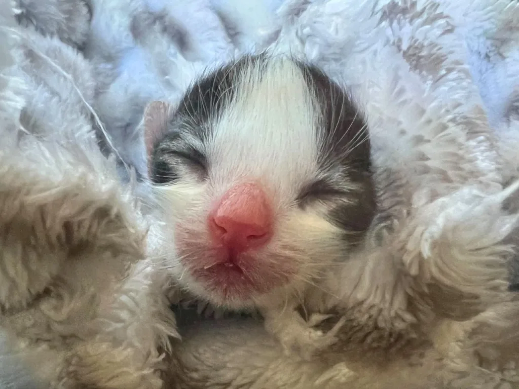 A kitten with a pink nose sleeps wrapped in a soft blanket, its eyes closed and body nestled safely.
