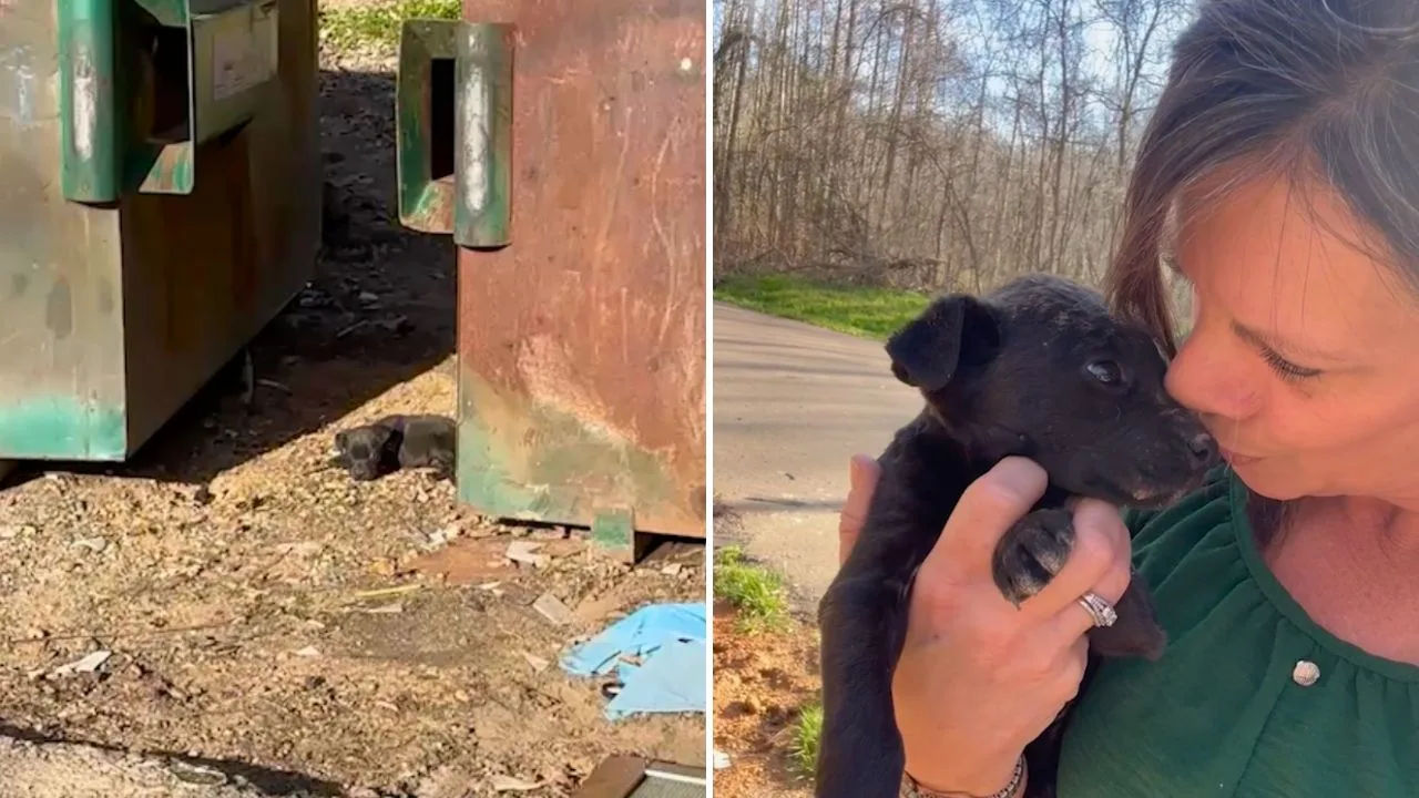 Puppy Left for Dead by Trash Finds Hope With Animal Rescuer ...