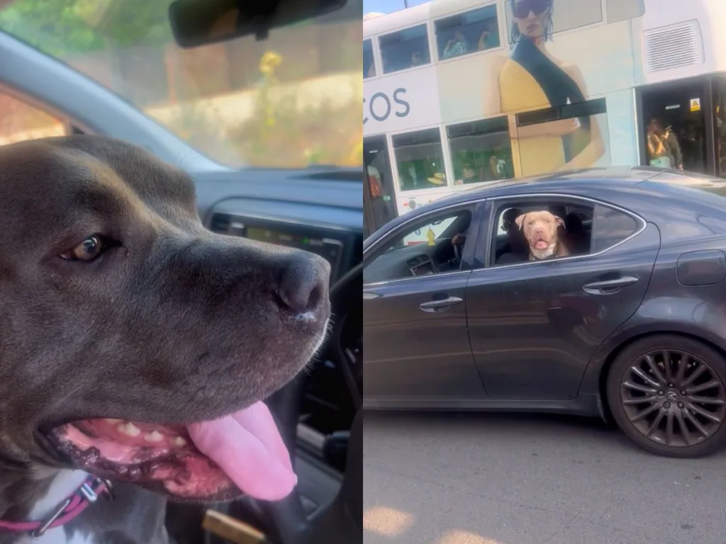 An XL Bully looks out the window of a black car, facing another dog in a nearby vehicle.