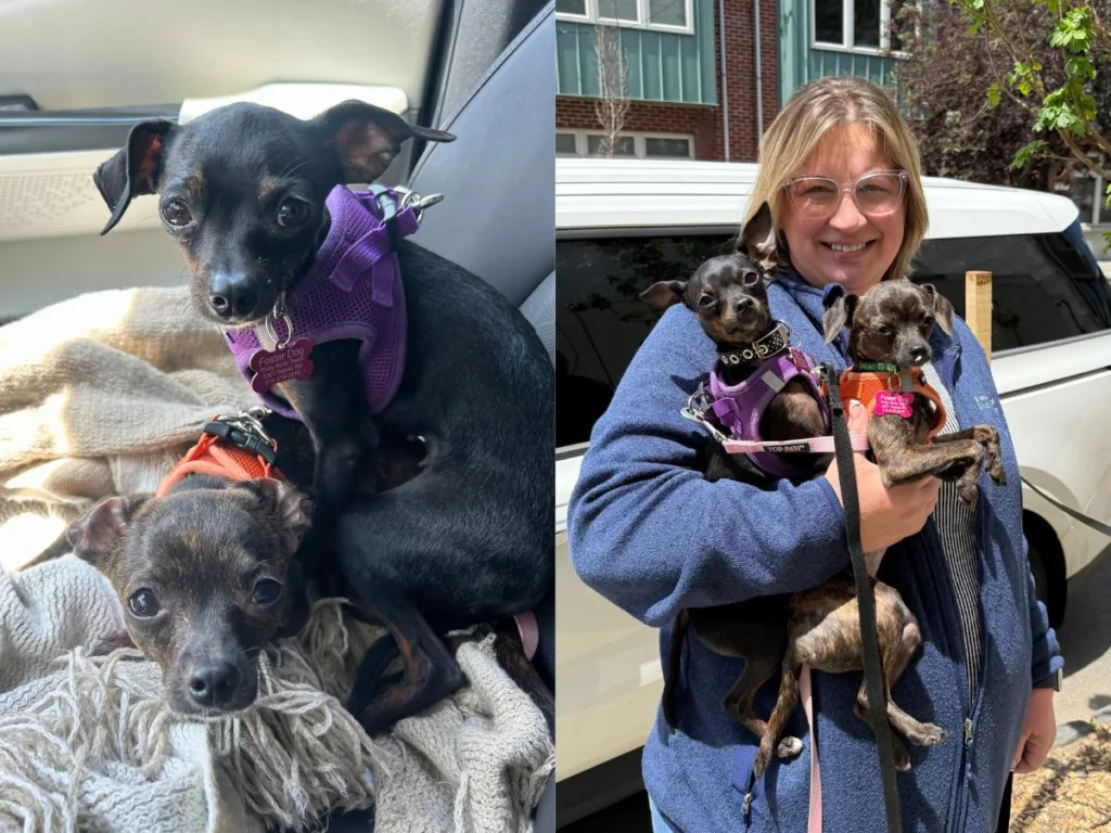 Left: Two Chihuahua mixes cuddle on a blanket in the back seat of a car, one wearing a purple harness and the other in orange. Right: Their foster mom, MJ Higgins, smiles while holding both dogs outside near her white SUV