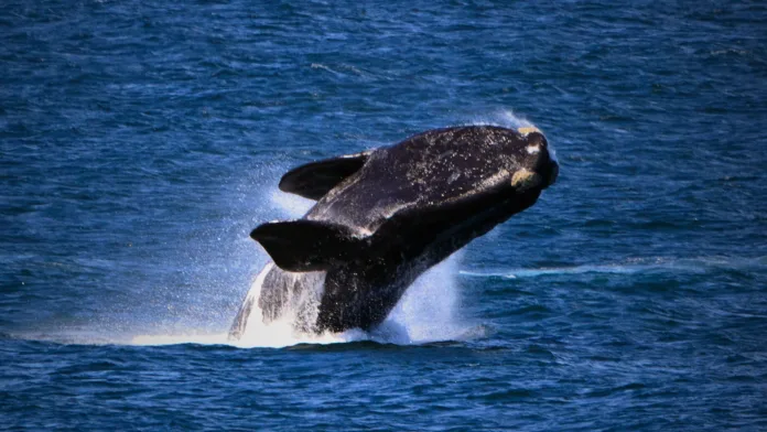 North Atlantic right whale breaching ocean surface with water spray.