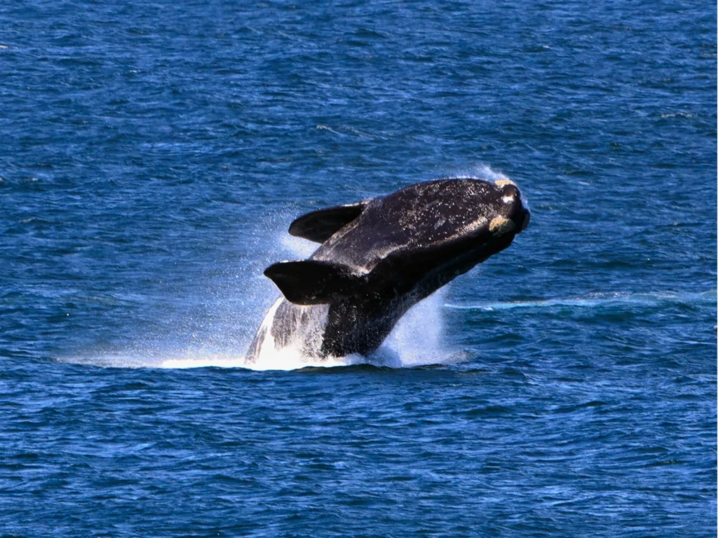 North Atlantic right whale leaping from blue ocean waters.
