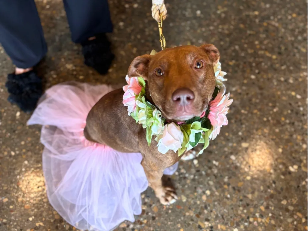 Close-up of a brown rescue dog wearing a flower collar and pink tutu on a leash.
