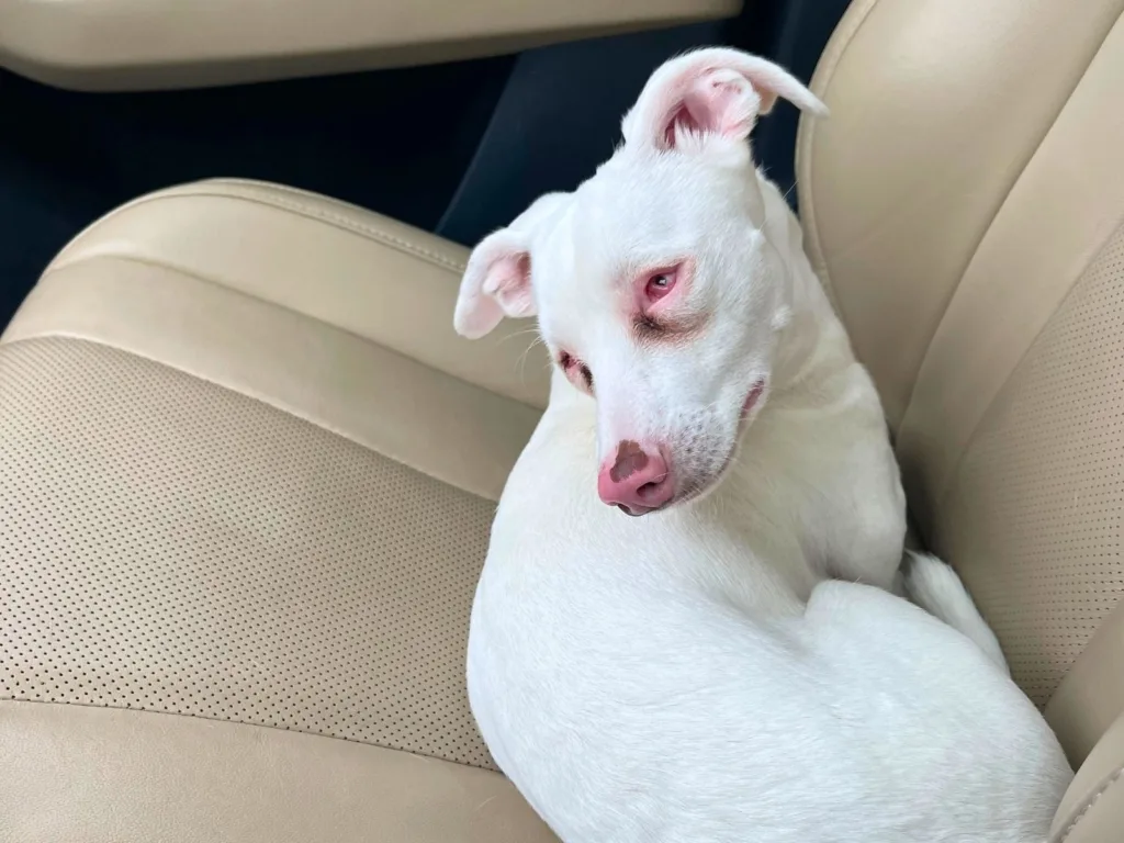 A white dog with a pink nose curls up on a beige leather car seat.