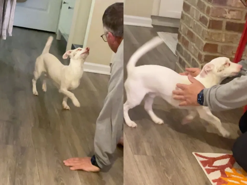 Split-screen image of a white dog prancing toward a man indoors and then being petted as its tail wags.
