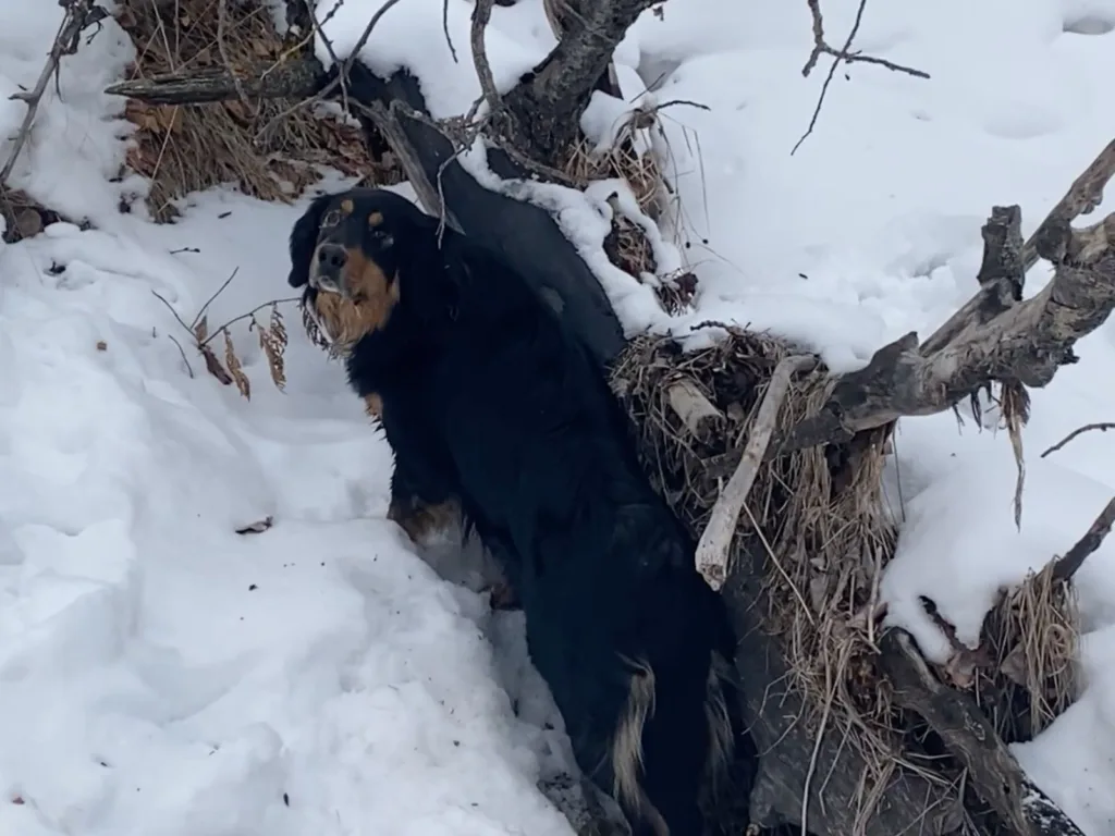 A black-and-tan dog stands in a snowy creek beside a fallen tree and brush.
