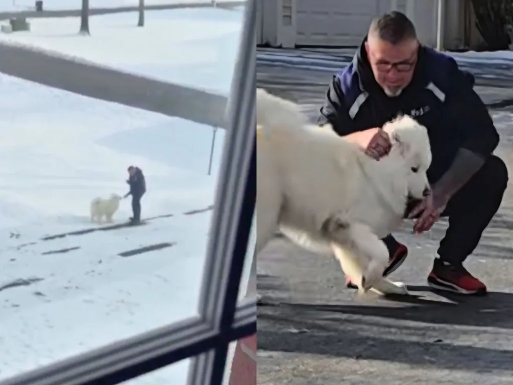 Winter, a white Samoyed, approaches Phil on a driveway, alongside a view of the pair standing together in a snowy yard seen through a window.
