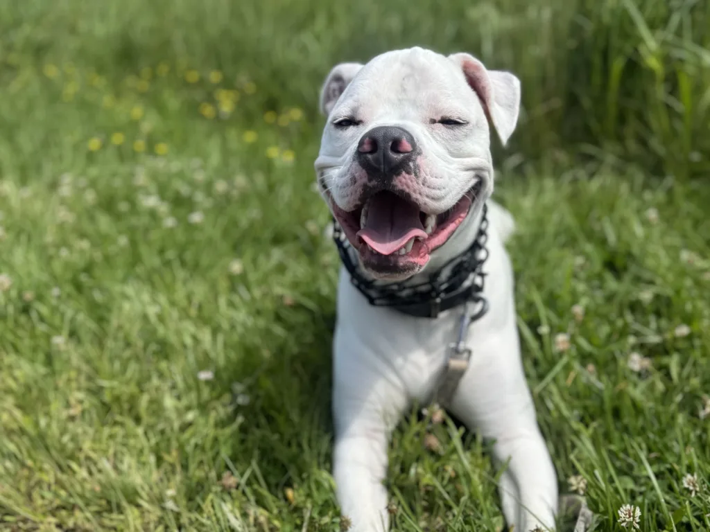 Oliver lies in green grass with his eyes squinted and mouth open in a happy smile while wearing a black collar and leash.