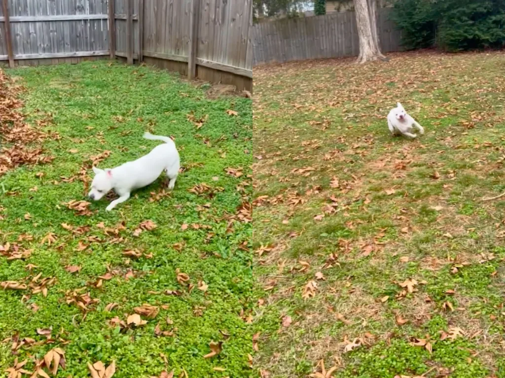 Oliver, a white Staffordshire terrier pit bull mix, explores and runs through his first backyard after moving from an apartment into a home with outdoor space.