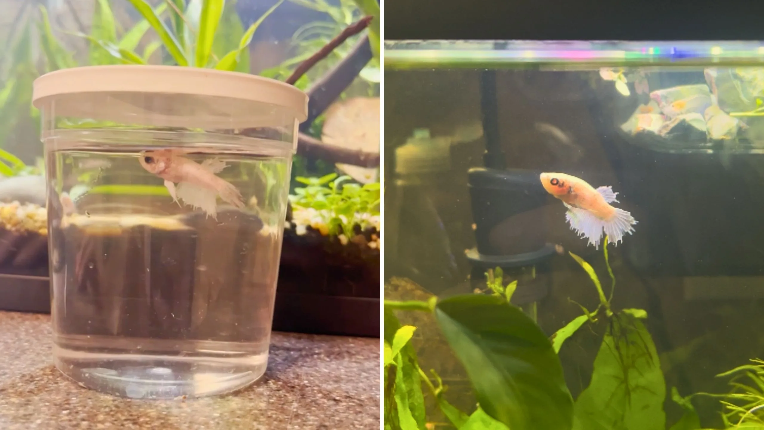 Rescued Betta Fish Gets a Second Chance in New Home After 520 Days in Cup