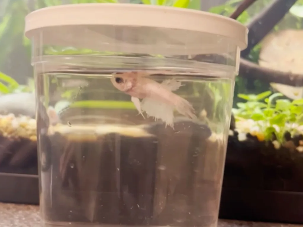 A pale betta fish floats near the surface inside a clear plastic cup filled with water.