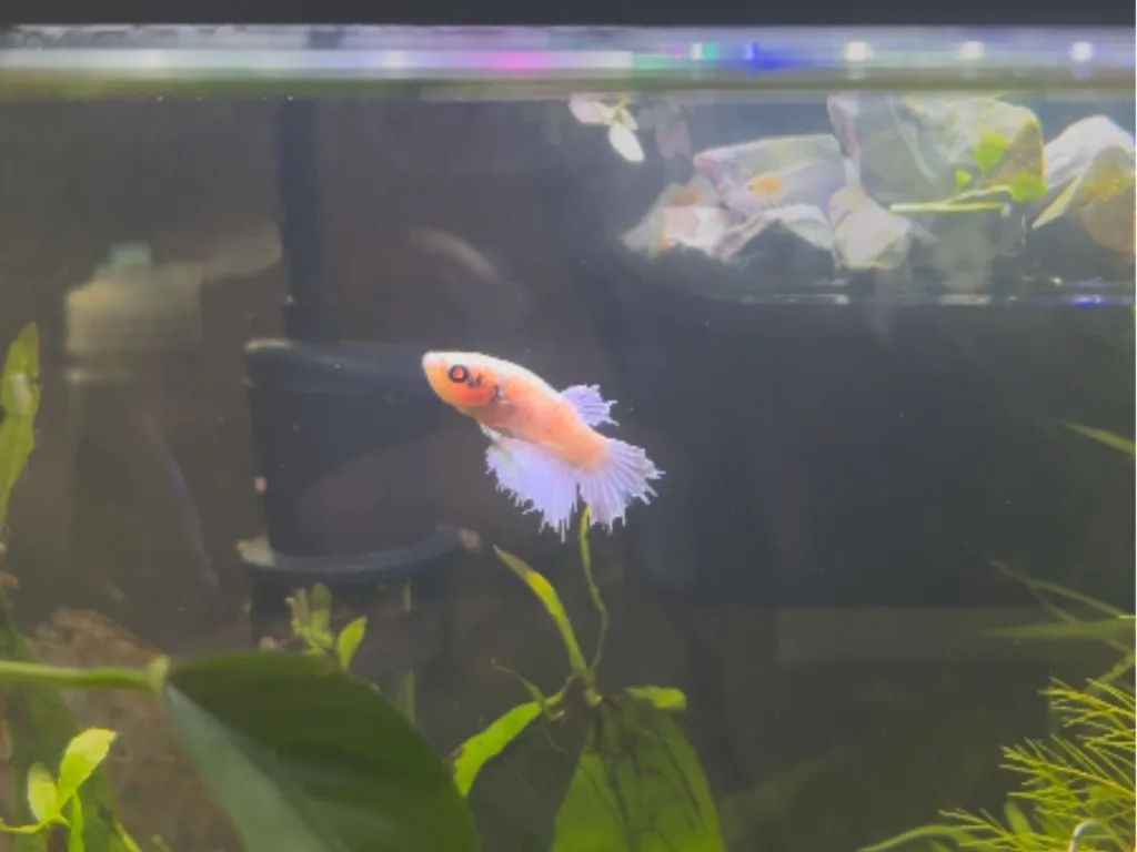A small betta fish with pale orange and white coloring swims in a planted aquarium.