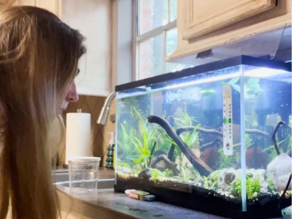A woman looks toward a lit aquarium set up on a kitchen counter beside a clear plastic cup.