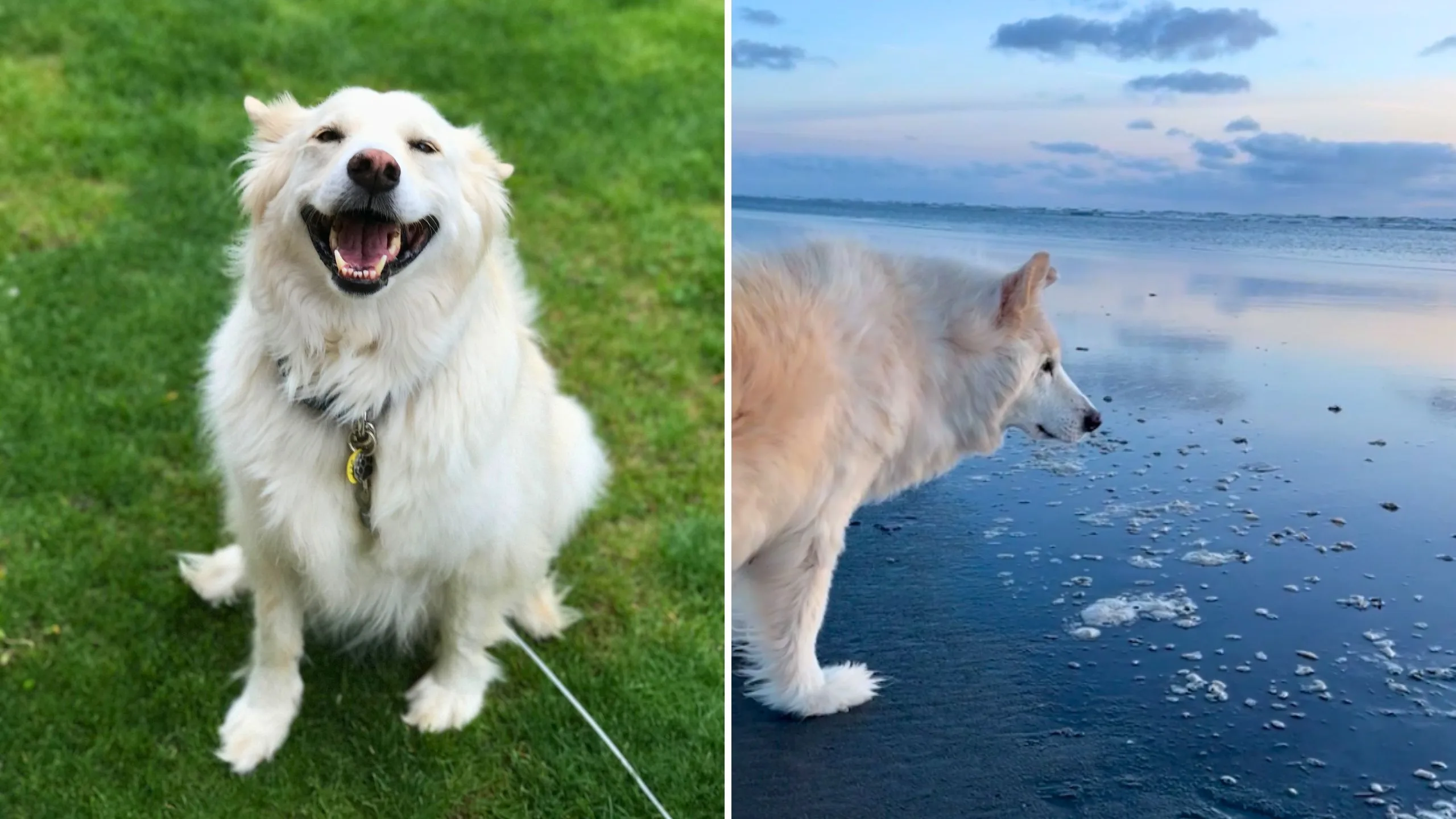 Rescue Dog Sees Ocean For First Time At 18 Years Old