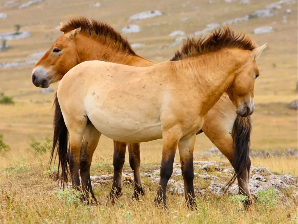 Wild Przewalski horses graze