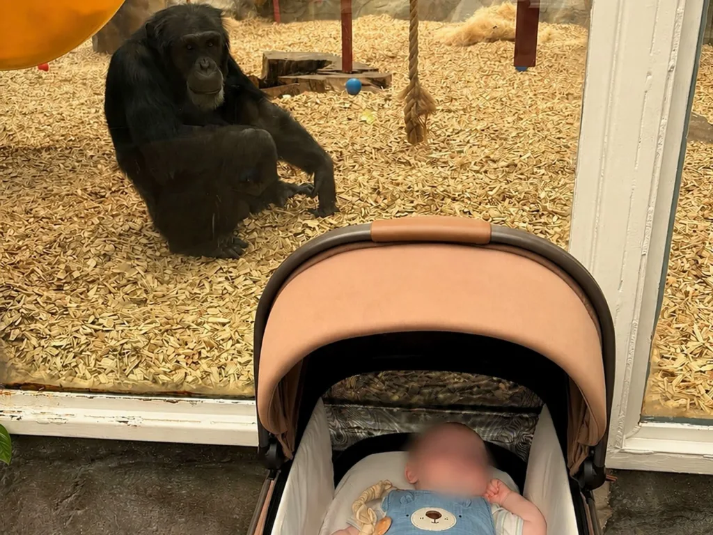 Amy’s baby lies in a stroller in front of the chimpanzee enclosure as Kora looks on from behind the glass.