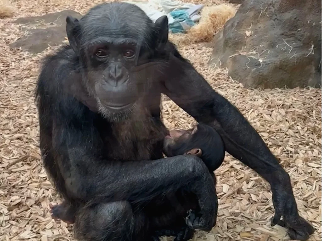 Kora the chimpanzee sits inside her enclosure at Colchester Zoo while holding her baby.