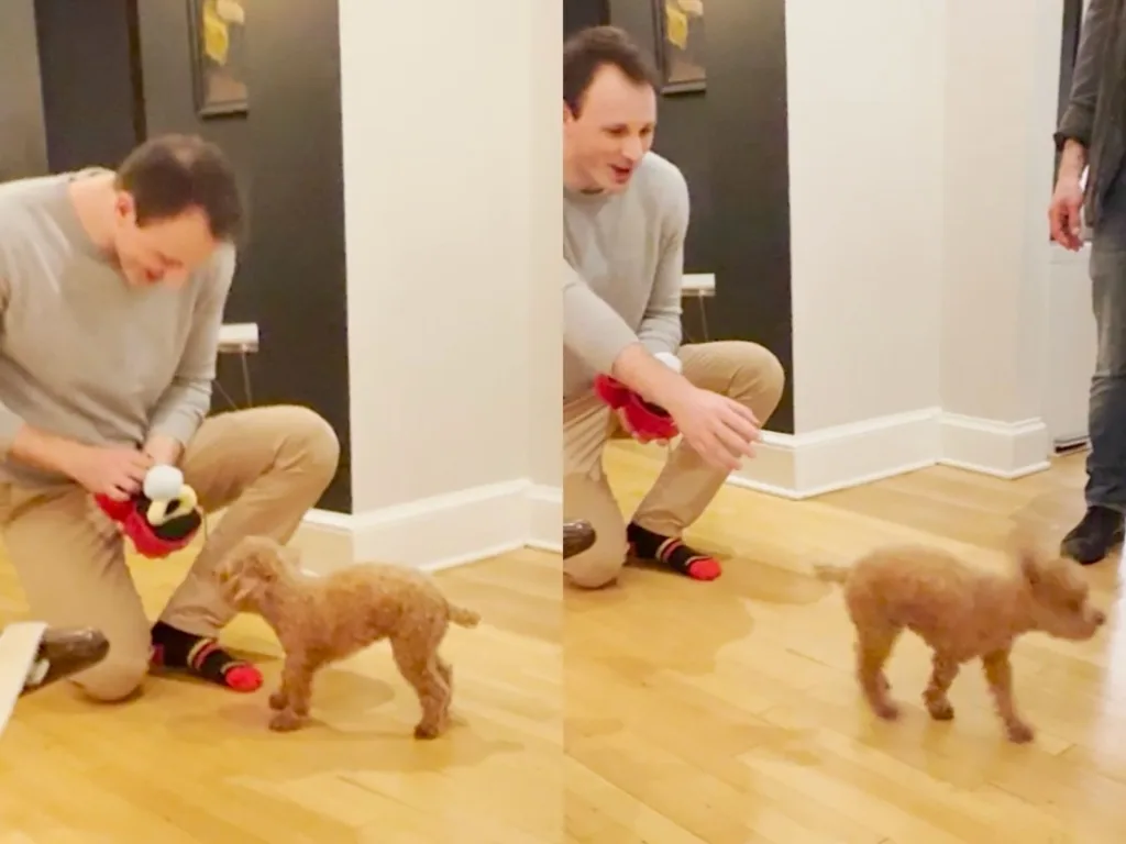 Matthew kneels with a toy ring as Rosie turns away during the dog proposal.