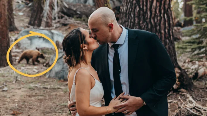 Kelly and Stephen kiss during their Yosemite wedding photo shoot as a wild bear forages in the background.