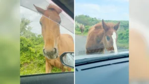 Two wild horses standing close to Laura’s rental car on a road on Nakanoshima Island in Japan.