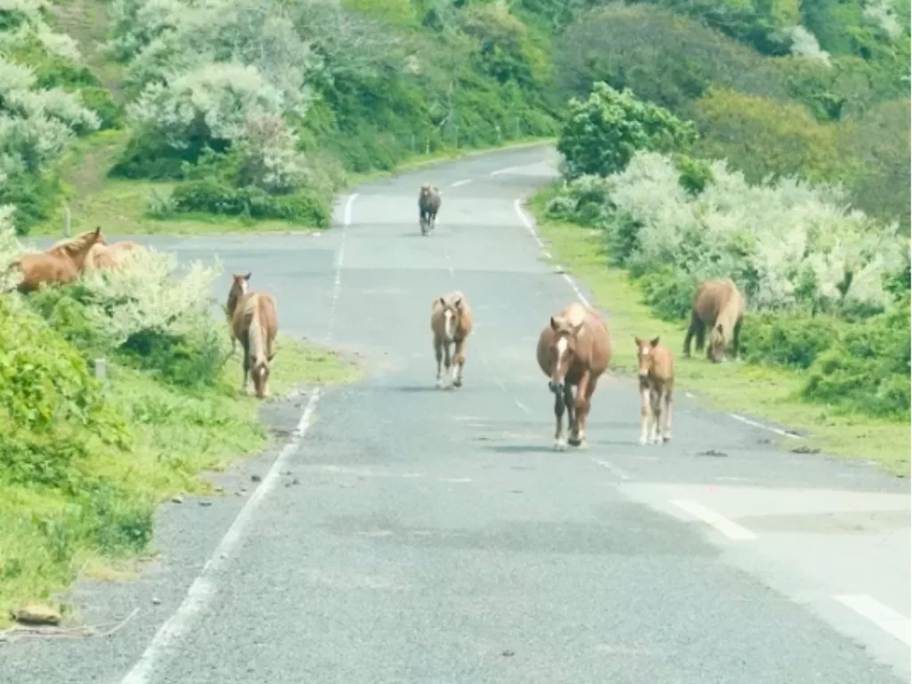 Wild horses walking along a road on Nakanoshima Island in Japan as Laura and her friend sit inside their rental car.