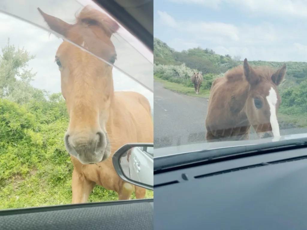 A split image showing wild horses beside Laura’s rental car during her visit to Nakanoshima Island in Japan.