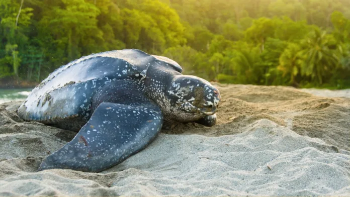 leatherbacknest1